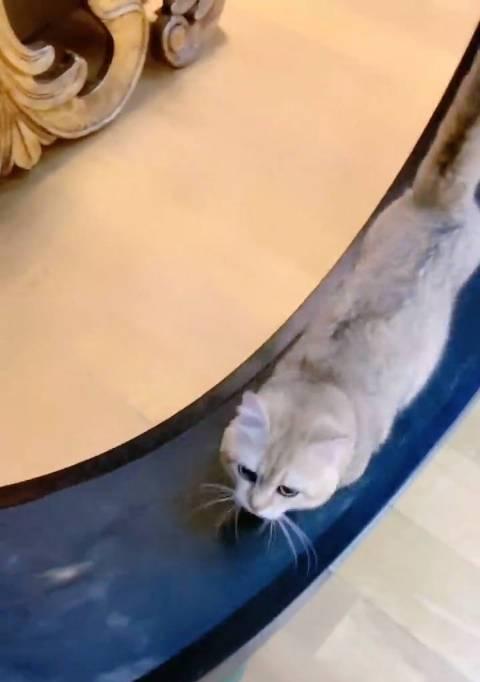 猫咪追不上跑步机怎么办（帮助猫咪适应跑步机的训练方法）
