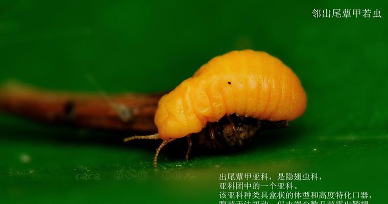 相机镜头长虫子的处理视频教程哪里找？
